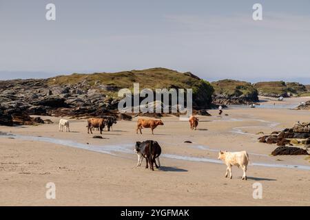 Kühe am Rossbeg Beach im County Donegal an der atlantik-Westküste der Republik Irland Stockfoto