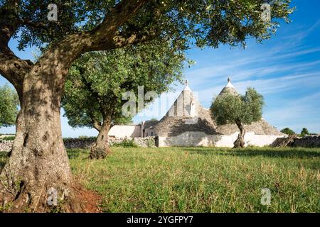 Alte Trullihäuser aus Stein mit Kegelziegeldächern unter einem alten Olivenbaum mit blauem Himmel auf dem Land in der Nähe von Alberobello in Apulien, Süditalien. Stockfoto