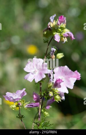 malve Wildblume Stockfoto