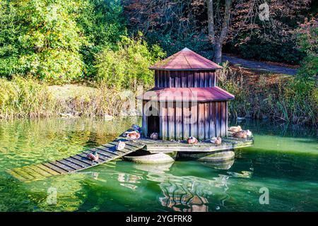 Teich mit hölzernem Entenhaus mit Rampe, Enten, die sich friedlich sonnen, wilde Vegetation und Bäume im Hintergrund, sonniger Herbsttag im Willy-Dohmen-Park, UB Stockfoto