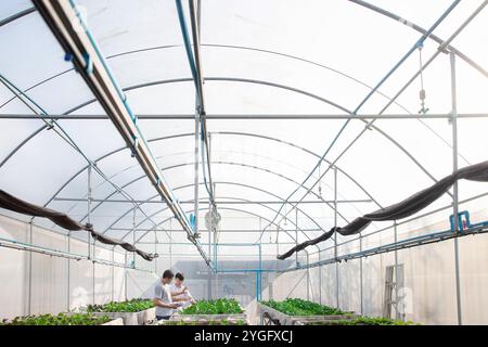 Landwirt-Monitoring von Bio-Gemüse im Gewächshausbetrieb der Pflanzenzüchtung. Intelligente Agrartechnologie. Technologiekonzept für intelligente Landwirtschaft. Stockfoto