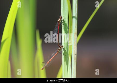 Große Rote Damselfliege oder Frühlingsrotschwanz Paar - Pyrrhosoma nymphula Stockfoto