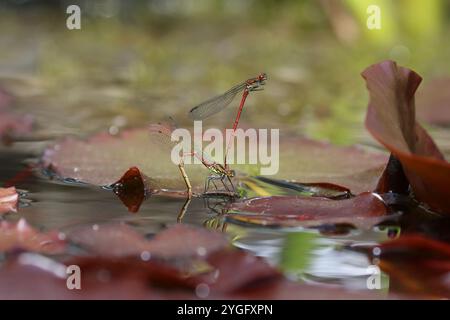 Große Rote Damselfliege oder Frühlingsrotschwanz Paar Ovipositing - Pyrrhosoma nymphula Stockfoto