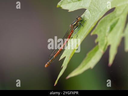 Große Rote Damselfliege oder Frühlingsrotschwanz weibliche Fulvipes Form - Pyrrhosoma nymphula Stockfoto