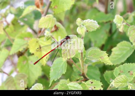 Große rote Damselfliege oder Frühlingsrotschwanz männlich - Pyrrhosoma nymphula Stockfoto