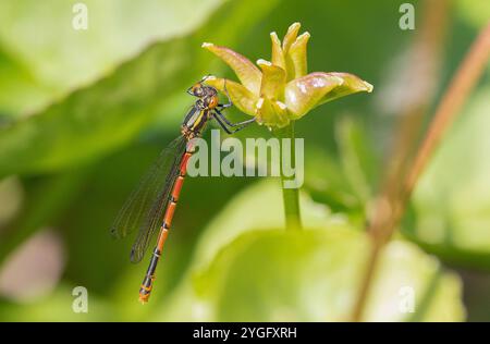 Große Rote Damselfliege oder Frühlingsrotschwanz weibliche Fulvipes Form - Pyrrhosoma nymphula Stockfoto