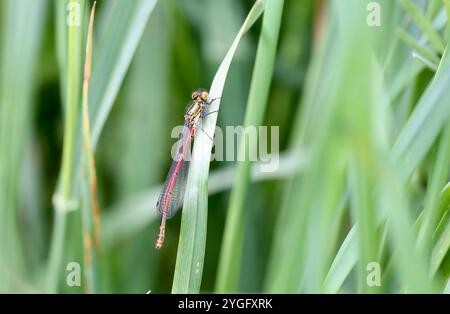 Große rote Damselfliege oder Frühlingsrotschwanz männlich - Pyrrhosoma nymphula Stockfoto