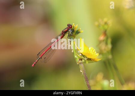 Große rote Damselfliege oder Frühlingsrotschwanzmännchen auf gelber Blume - Pyrrhosoma nymphula Stockfoto