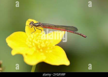 Große rote Damselfliege oder Frühlingsrotschwanzmännchen auf gelber Blume - Pyrrhosoma nymphula Stockfoto