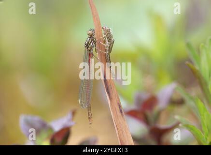 Große Rote Damselfliege oder Frühlingsrotschwanzmännchen tauchten gerade mit Exsuvia auf - Pyrrhosoma nymphula Stockfoto