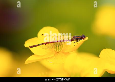 Große rote Damselfliege oder Frühlingsrotschwanzmännchen auf gelber Blume - Pyrrhosoma nymphula Stockfoto