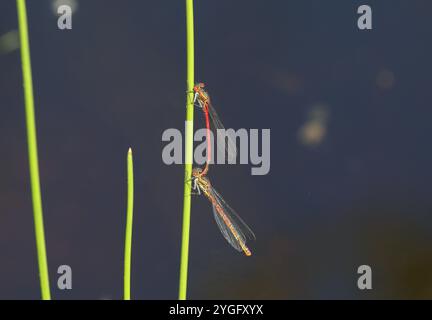 Große Rote Damselfliege oder Frühlingsrotschwanz Tandempaar, weibliche Fulvipes Form - Pyrrhosoma nymphula Stockfoto