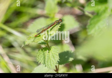 Große Rote Damselfliege oder Frühlingsrotschwanz weibliche Fulvipes Form - Pyrrhosoma nymphula Stockfoto