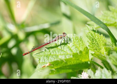 Große rote Damselfliege oder Frühlingsrotschwanz männlich - Pyrrhosoma nymphula Stockfoto