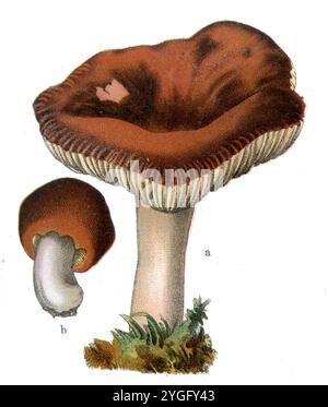 Sickener Russula emetica, (Botanik-Buch, 1909), Kirschroter Spei-Täubling Stockfoto