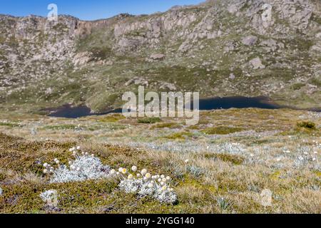 Erkunden Sie die ruhige Schönheit des Main Range Walk am Mt. Kosciuszko an einem klaren Tag mit üppiger Landschaft und ruhigen Seen, Australien Stockfoto