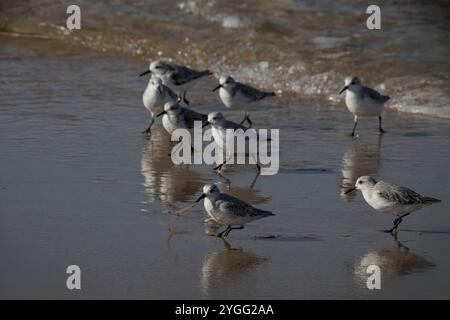 Sanderling rennt mit einem frisch gefangenen Wurm aus dem Rest seiner Herde weg, der ihn verfolgt, um den Wurm zu stehlen. Küste im Norden portugals. Stockfoto