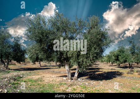 Madrider Olivenhain Quelle von nativem Olivenöl extra Stockfoto