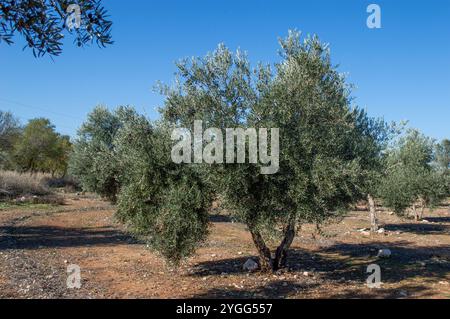 Madrider Olivenhain Quelle von nativem Olivenöl extra Stockfoto