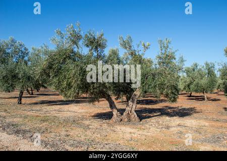 Madrider Olivenhain Quelle von nativem Olivenöl extra Stockfoto