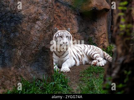 Ein weißer bengalischer Tiger wird im Tierausstellungsbereich der Jaguar Trail Zone bei Chiang Mai Night Safari gesehen. Chiang Mai Night Safari ist die erste Nachtsafari in Thailand in Chiang Mai. Es bietet Besuchern die Möglichkeit, Tiere tagsüber und nachts zu erleben. Gäste können zu Fuß oder mit der Straßenbahn verschiedene Tiere in verschiedenen Zonen sehen, wie die Tigerzone, die jaguar Zone und die einheimische Wildtierzone, zusammen mit interessanten Aktivitäten und Shows für Besucher jeden Alters. Stockfoto