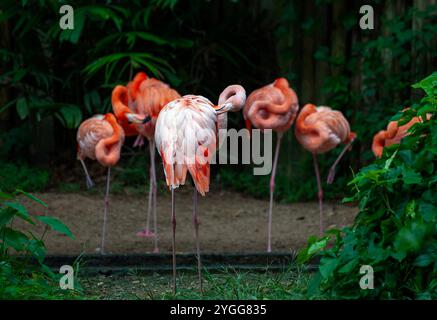 Thailand. November 2024. Amerikanische Flamingos putzen ihre Federn im Tierausstellungsbereich der Jaguar Trail Zone bei Chiang Mai Night Safari. Chiang Mai Night Safari ist die erste Nachtsafari in Thailand in Chiang Mai. Es bietet Besuchern die Möglichkeit, Tiere sowohl tagsüber als auch nachts zu beobachten. Gäste können zu Fuß oder mit der Straßenbahn verschiedene Tiere in verschiedenen Zonen sehen, wie die Tigerzone, die jaguar Zone und die einheimische Wildtierzone, zusammen mit interessanten Aktivitäten und Shows für Besucher jeden Alters. (Credit Image: © Pongmanat Tasiri/SOPA Images via ZUMA Pre Stockfoto