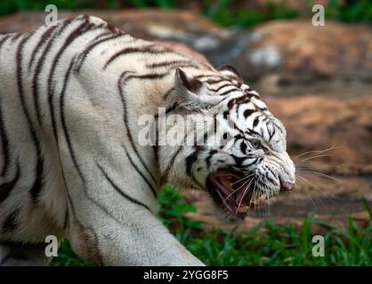 Thailand. November 2024. Ein weißer bengalischer Tiger wird im Tierausstellungsbereich der Jaguar Trail Zone bei Chiang Mai Night Safari gesehen. Chiang Mai Night Safari ist die erste Nachtsafari in Thailand in Chiang Mai. Es bietet Besuchern die Möglichkeit, Tiere tagsüber und nachts zu erleben. Gäste können zu Fuß oder mit der Straßenbahn verschiedene Tiere in verschiedenen Zonen sehen, wie die Tigerzone, die jaguar Zone und die einheimische Wildtierzone, zusammen mit interessanten Aktivitäten und Shows für Besucher jeden Alters. (Foto: Pongmanat Tasiri/SOPA Images/SIPA USA) Credit: SIPA USA/Alamy Live News Stockfoto