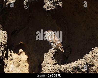 Little Ewl (Athene noctua) hoch oben auf vulkanischem Gestein, Akamas, Zypern. Stockfoto