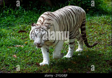Thailand. November 2024. Ein weißer bengalischer Tiger wird im Tierausstellungsbereich der Jaguar Trail Zone bei Chiang Mai Night Safari gesehen. Chiang Mai Night Safari ist die erste Nachtsafari in Thailand in Chiang Mai. Es bietet Besuchern die Möglichkeit, Tiere tagsüber und nachts zu erleben. Gäste können zu Fuß oder mit der Straßenbahn verschiedene Tiere in verschiedenen Zonen sehen, wie die Tigerzone, die jaguar Zone und die einheimische Wildtierzone, zusammen mit interessanten Aktivitäten und Shows für Besucher jeden Alters. (Foto: Pongmanat Tasiri/SOPA Images/SIPA USA) Credit: SIPA USA/Alamy Live News Stockfoto