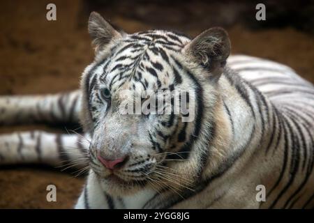 Thailand. November 2024. Ein weißer bengalischer Tiger wird im Tierausstellungsbereich der Jaguar Trail Zone bei Chiang Mai Night Safari gesehen. Chiang Mai Night Safari ist die erste Nachtsafari in Thailand in Chiang Mai. Es bietet Besuchern die Möglichkeit, Tiere tagsüber und nachts zu erleben. Gäste können zu Fuß oder mit der Straßenbahn verschiedene Tiere in verschiedenen Zonen sehen, wie die Tigerzone, die jaguar Zone und die einheimische Wildtierzone, zusammen mit interessanten Aktivitäten und Shows für Besucher jeden Alters. (Foto: Pongmanat Tasiri/SOPA Images/SIPA USA) Credit: SIPA USA/Alamy Live News Stockfoto