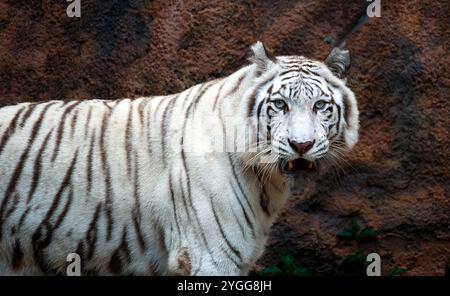 Thailand. November 2024. Ein weißer bengalischer Tiger wird im Tierausstellungsbereich der Jaguar Trail Zone bei Chiang Mai Night Safari gesehen. Chiang Mai Night Safari ist die erste Nachtsafari in Thailand in Chiang Mai. Es bietet Besuchern die Möglichkeit, Tiere tagsüber und nachts zu erleben. Gäste können zu Fuß oder mit der Straßenbahn verschiedene Tiere in verschiedenen Zonen sehen, wie die Tigerzone, die jaguar Zone und die einheimische Wildtierzone, zusammen mit interessanten Aktivitäten und Shows für Besucher jeden Alters. (Foto: Pongmanat Tasiri/SOPA Images/SIPA USA) Credit: SIPA USA/Alamy Live News Stockfoto