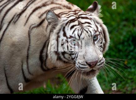 Thailand. November 2024. Ein weißer bengalischer Tiger wird im Tierausstellungsbereich der Jaguar Trail Zone bei Chiang Mai Night Safari gesehen. Chiang Mai Night Safari ist die erste Nachtsafari in Thailand in Chiang Mai. Es bietet Besuchern die Möglichkeit, Tiere tagsüber und nachts zu erleben. Gäste können zu Fuß oder mit der Straßenbahn verschiedene Tiere in verschiedenen Zonen sehen, wie die Tigerzone, die jaguar Zone und die einheimische Wildtierzone, zusammen mit interessanten Aktivitäten und Shows für Besucher jeden Alters. (Foto: Pongmanat Tasiri/SOPA Images/SIPA USA) Credit: SIPA USA/Alamy Live News Stockfoto