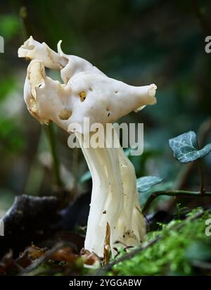 Kannelierter weißer Elfin-Sattelpilz, Helvella crispa, wächst auf Einem Waldboden, New Forest UK Stockfoto