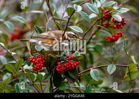 Rotflügel-Turdus iliacus ernährt sich von roten Winterbeeren. Stockfoto