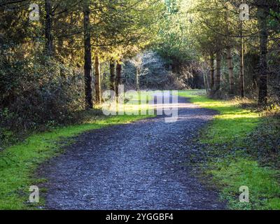 Sonnenlicht durch Winterbäume im Nightingale Wood in Wiltshire. Stockfoto