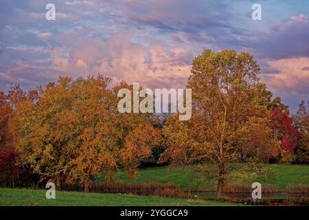 Helles Morgensonnenlicht, das die leuchtenden Farben der Blätter auf den Bäumen nach einem Regensturm im Herbst hervorhebt Stockfoto