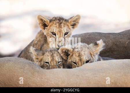 Lion Cub, Kgalagadi Transfrontier Park, Südafrika Stockfoto