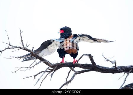 Bateleur Eagle, Kgalagadi Transfrontier Park, Südafrika Stockfoto