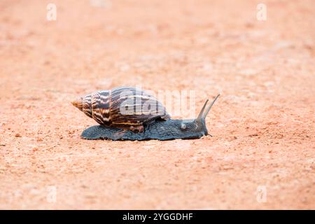 Riesenlandschnecke, Addo Elephant National Park, Südafrika Stockfoto