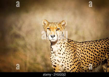 Gepard, Kgalagadi Transfrontier Park, Südafrika Stockfoto