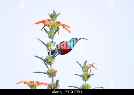 Greater Doublecollared Sunbird, Garden Route, Südafrika Stockfoto