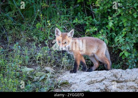 Kleines Fuchsjunges in der Nähe der Höhle (Vulpes vulpes) Stockfoto