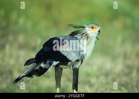 Secretary Bird, Kgalagadi Transfrontier Park, Südafrika Stockfoto