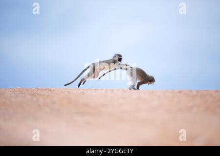 Vervet Affen spielen, Addo Elephant National Park, Südafrika Stockfoto