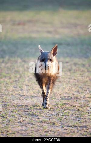 Brown Hyena, Kgalagadi Transfrontier Park, Südafrika Stockfoto