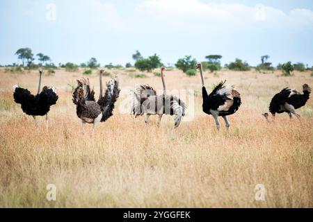 Afrika; Tiere in der Wildnis; Buschveld; Farbbild; Tag; Horizontal; mittlere Gruppe von Tieren; Provinz Mpumalanga; Natur; keine Menschen; Strauß (Struthi Stockfoto