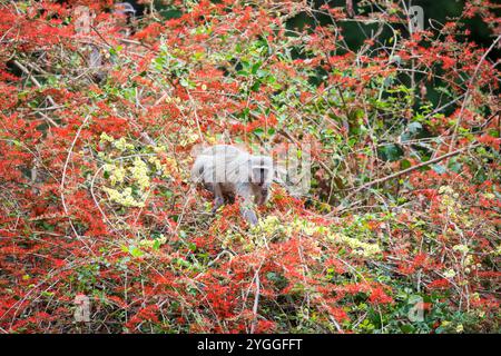Vervet Monkey in Flowers, Kruger National Park, Südafrika Stockfoto