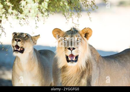 Lions, Kgalagadi Transfrontier Park, Südafrika Stockfoto