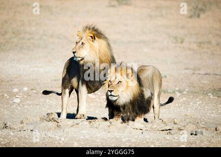 Lions, Kgalagadi Transfrontier Park, Südafrika Stockfoto