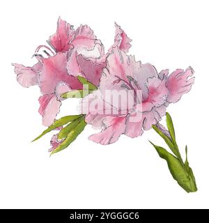 Aquarellskizze von rosa Gladiolen isoliert auf weißem Hintergrund Stockfoto